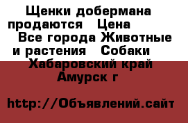 Щенки добермана  продаются › Цена ­ 45 000 - Все города Животные и растения » Собаки   . Хабаровский край,Амурск г.